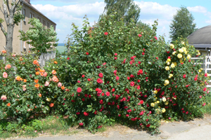 Rosen vor der Rosenhalle