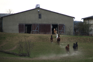 Von der Koppel zurück in den Stall