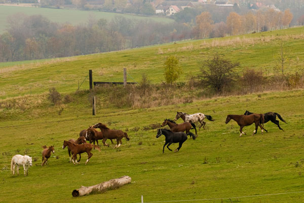 Pferde auf der Koppel