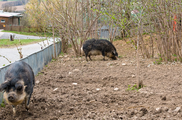 Schweine