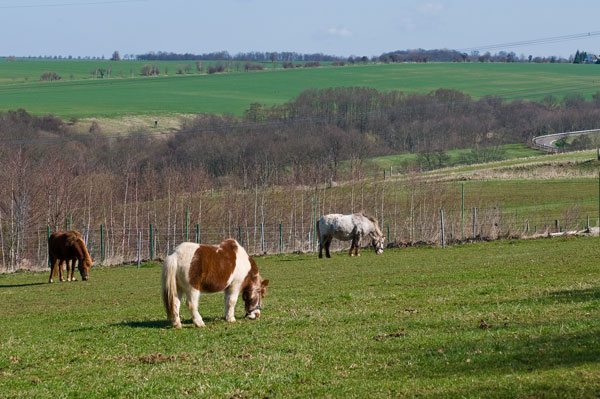 Shettys auf der Koppel