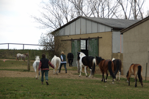 Heimweg von der Koppel in den kleinen Stall