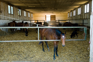Blick in den kleinen Stall