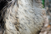 Emu