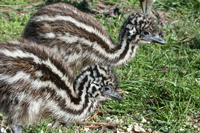 Emu