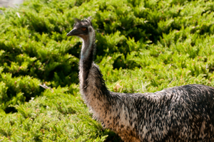 Emu