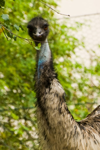 Emu