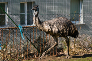 Emu