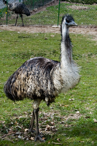 Emu