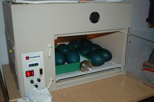 Emueier im Brutapparat