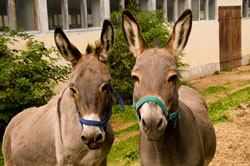 Unsere Esel