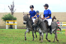 Esel bei der Quadrille