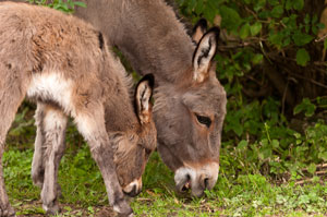 Gretl und ihr Fohlen