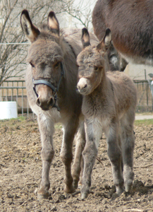 Gretl und Hänsel