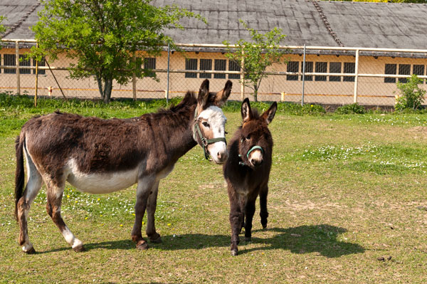 Esel auf der Koppel