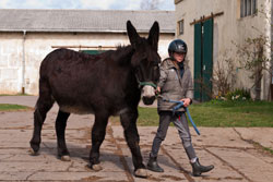 Jimmy, unser neuer Esel