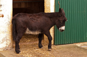 Ungarischer Riesenesel Jimmy