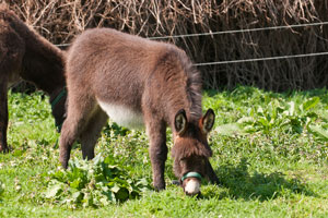 Eselfohlen Pepi