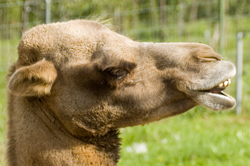 Kamel