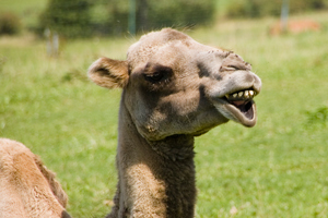 Kamel