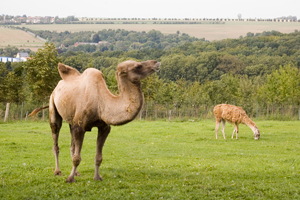Kamel und Guanako