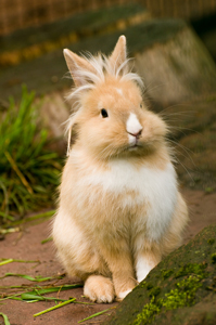 Kaninchen
