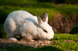 Kaninchen