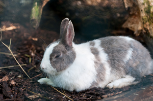 Kaninchen