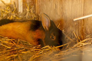 Rassekaninchen - Lohkaninchen