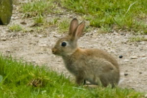 Wildkaninchen