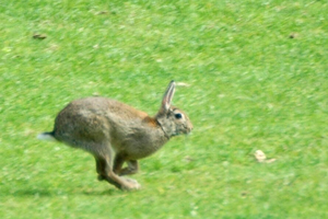 Wildkaninchen