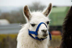 Lama