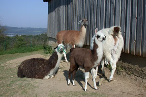 Lamas