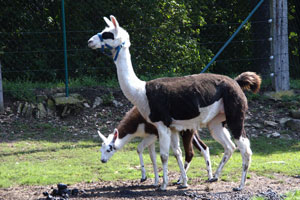 Lamas