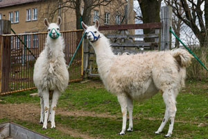 Lamas