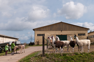Lamas im Auslauf