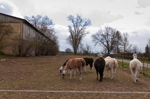 Lamas im Auslauf