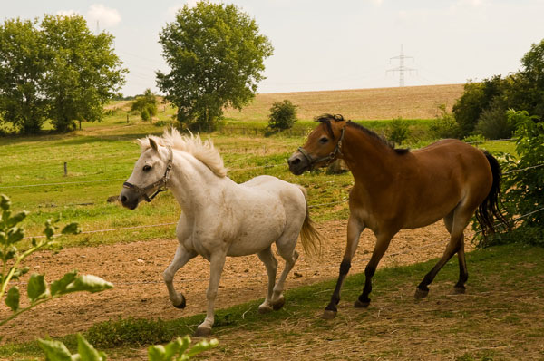 Auslauf neben Reithalle mit Nepomuk und Alouette