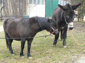 Anne und Jimmy