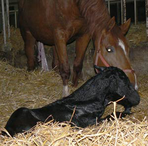 Ferolinas Stutfohlen 2009