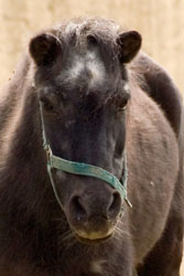 Flicka