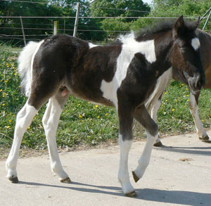 Fohlen