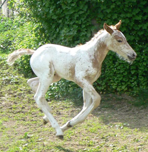 Fohlen