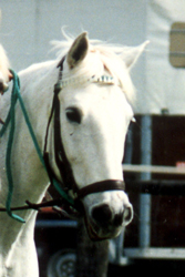 Gipsy