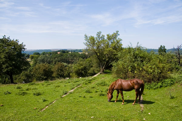 Kid auf dem Kirschberg
