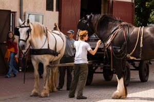 Shire-Horses im Zoopark Erfurt