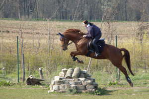 Springen