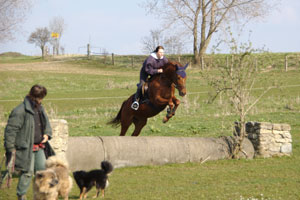 Springen