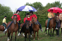 Regenschirmfeste Pferde