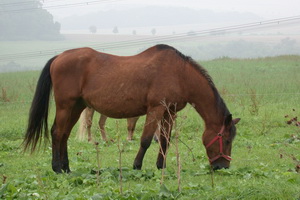 Welko
